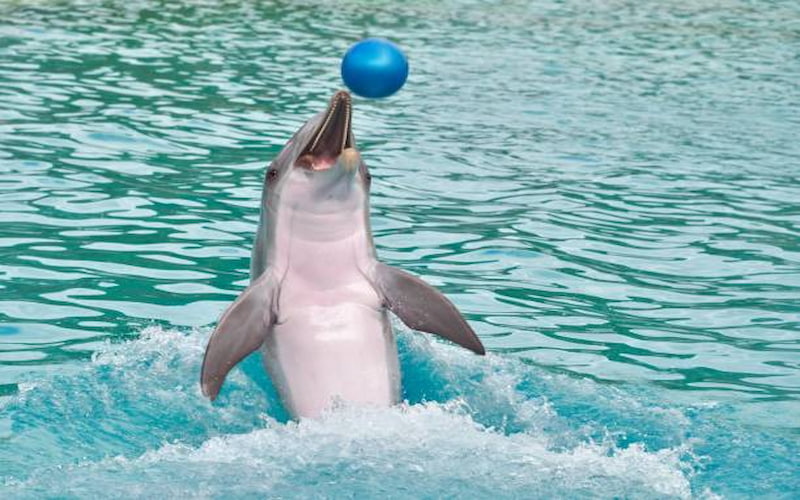 Dubai Dolphinarium Today (1)