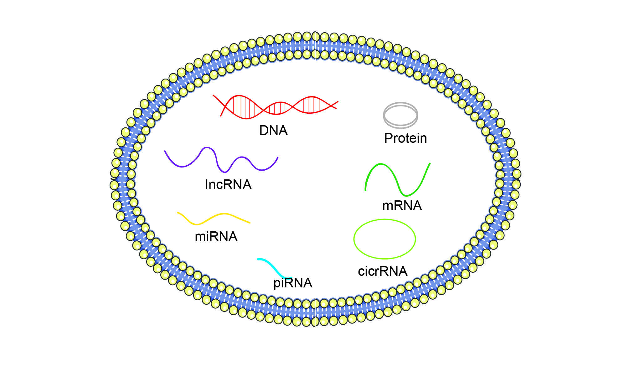 Exosome DNA & RNA Isolation