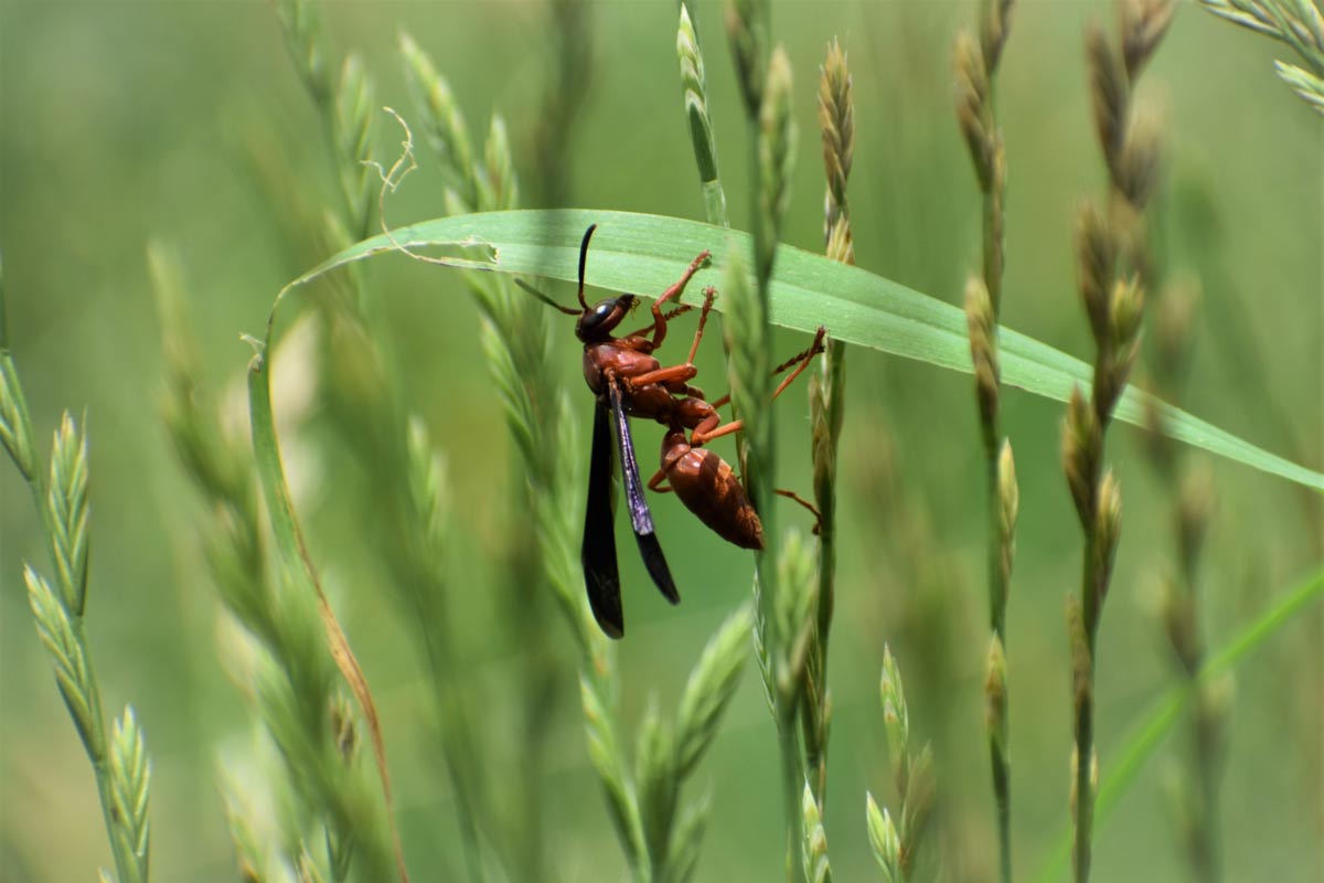 red wasp Texas 