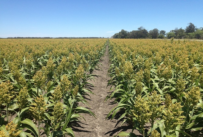 7 Easy Tips for Sorghum Farming in India