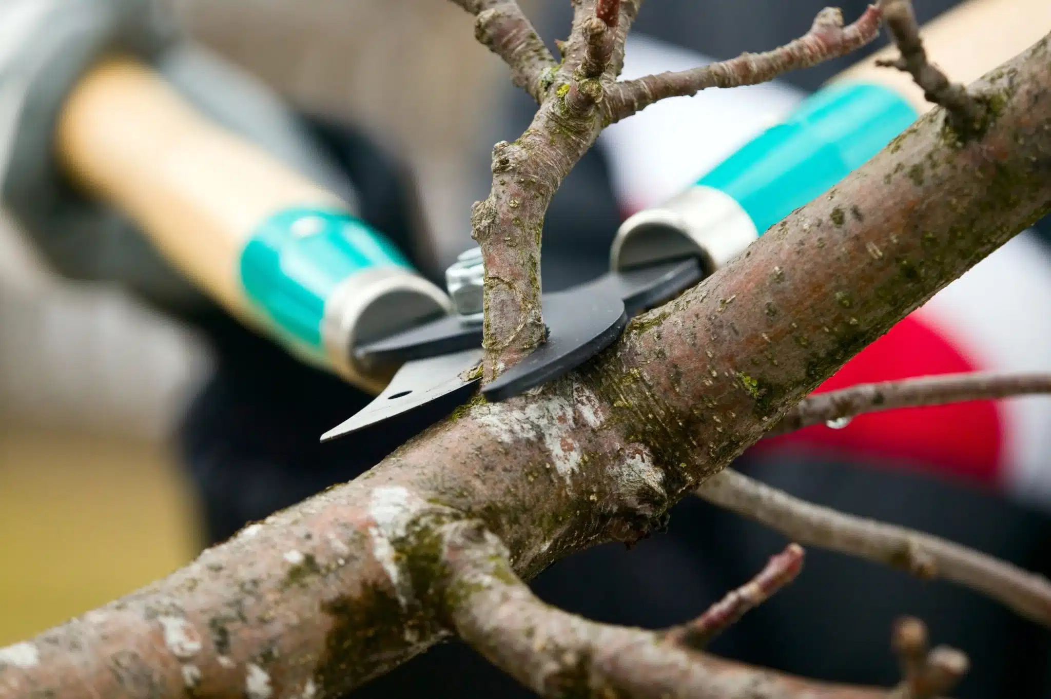 affordable tree trimming service​