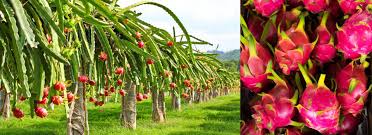Dragon Fruit Farming