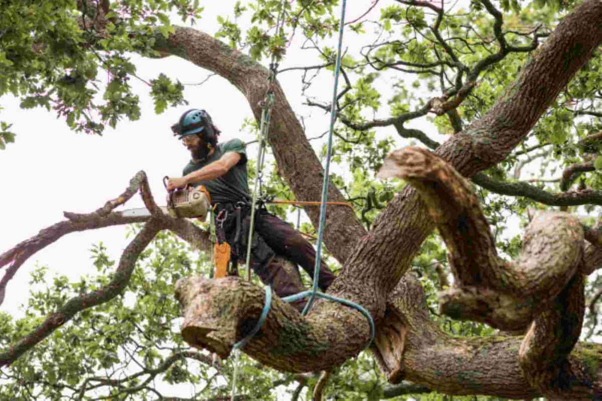 tree removal