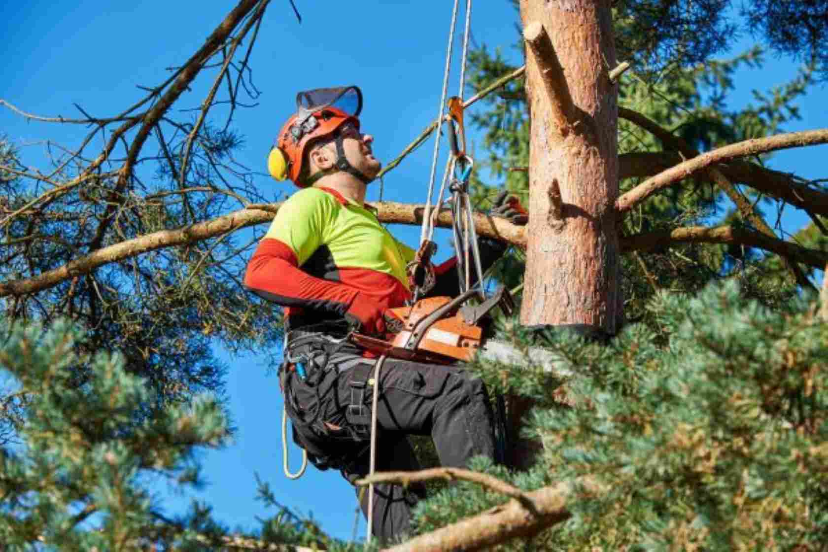tree removal