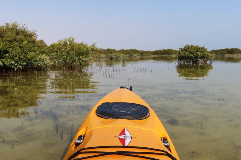 Qatar Mangrove Forest Kayaking Tour