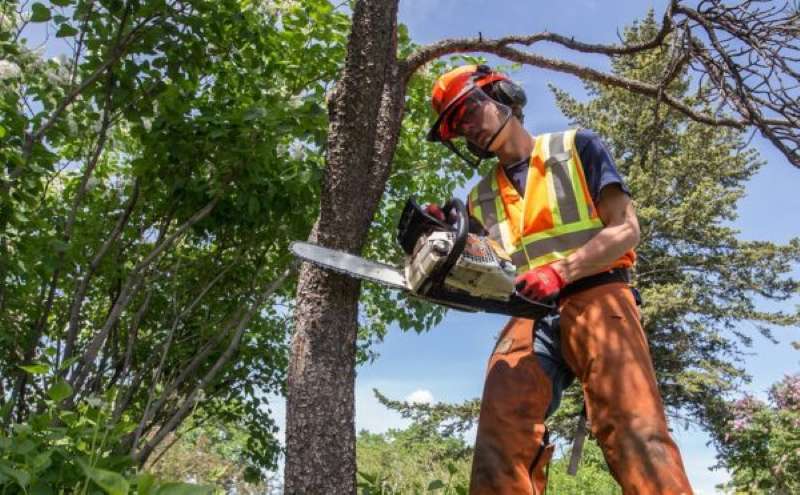tree removal