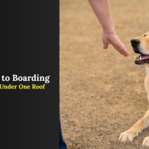 Pet Services by Jebel k9 based in oman