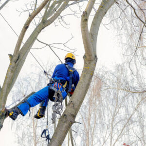 Professional Tree Pruning